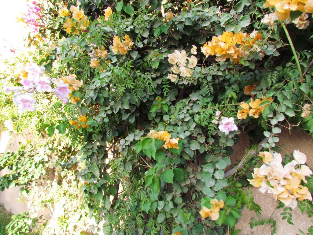 Le Jardin Des Epices Hotell Taroudant Exteriör bild